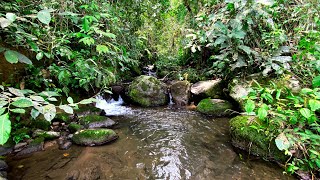 Serene Mossy Paradise Tranquil Sounds of Flowing Water On A River with Moss Covered Rocks [upl. by Anyar]