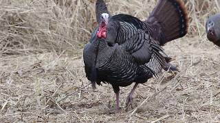 Turkeys Gobbling Action [upl. by Cheri]