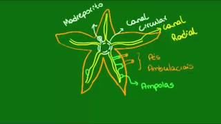 Sistema ambulacral dos Equinodermos  Zoologia  Biologia [upl. by Osbourn]