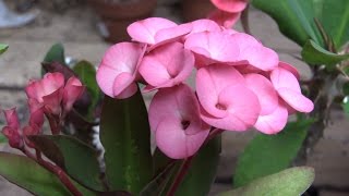 Growing Crown of Thorns Euphorbia milii [upl. by Miguel]