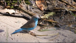 Blue Waxbill singing call song  The Blue Capped Cordon Blues [upl. by Ailey]