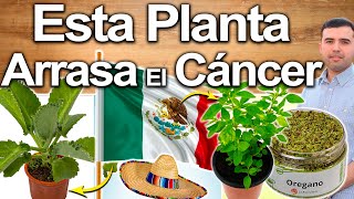 Encontré En México La Planta Que Arrasa Con El Cancer  Plantas Y Hierbas Curativas Que Debe Conocer [upl. by Ttenyl753]