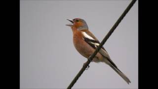 canto pinzon  chant de pinson [upl. by Grodin60]