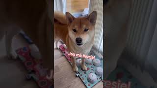 Nala vil gå tur🥰🐾 Link pawtalkno  pawtalk hunderinorge shiba hundetrening [upl. by Maxama]