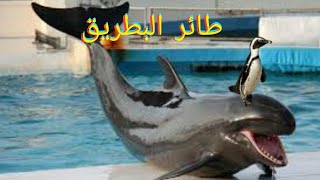 حقائق مدهشة لاتعرفها عن البطريق Penguin [upl. by Mashe]