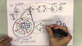 Two Minute Talk Centrosome Assembly [upl. by Lunseth320]