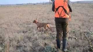 Zöldmáli Lekpe Wirehaired Vizsla working on Hungarian partridge [upl. by Lurleen610]