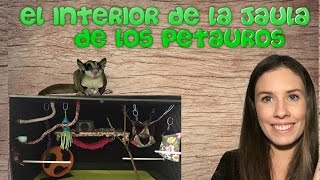 El interior de la jaula de los petaurossugar glider [upl. by Stiruc]