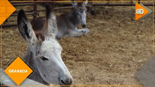 Las Bellotas la reserva para que el burro andaluz no se extinga [upl. by Amekahs692]