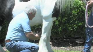 Gypsy Horse Conformation Part 10 Evaluation of Knees [upl. by Einuj247]