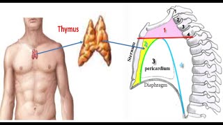 Anatomy of the Thymus [upl. by Adnolrehs]