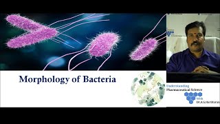 Morphology of Bacteria Part 1  Explained in Tamil [upl. by Roderica]