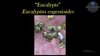 Eucalyptus ID  Eucalyptus eugenioides Thinleaved Stringybark [upl. by Yerag]