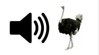 Ostrich  Sound Effect  ProSounds [upl. by Akim]