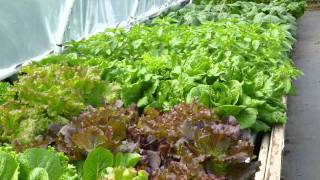 Friendly Aquaponics [upl. by Dorsey]