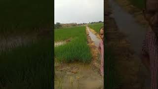 Dr soil Demo Paddy Crop in Punjab Farmer Sokatram Ji [upl. by Pearson563]