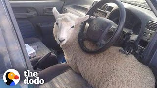 Rescued Sheep Makes Himself Part Of The Family  The Dodo [upl. by Ros561]