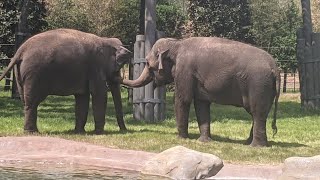 elephant springs at Fort Worth Zoo grand opening walkthrough [upl. by Kerrie]