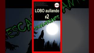 Lobo aullando a la luna 💥 AULLIDO 💥 2 shorts [upl. by Mintun]