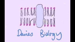 84 Genetic Fingerprinting RFLP Method [upl. by Annauj]