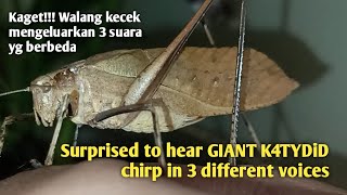 Giant Katydid chirp in 3 different voices Walang kecek masteran Lovebird [upl. by Enilrem967]