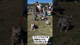 French bulldogs live Japan [upl. by Cooperman]