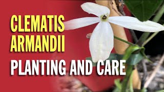 Clematis Armandii planting and care [upl. by Snashall]