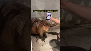 When a capybara is listening to a capybara song  cute capybara [upl. by Ramiah]