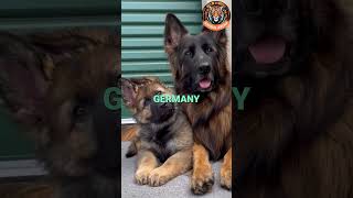 German Shepherd vs Belgian Malinois Which One Is Your Perfect Match [upl. by Anoynek]