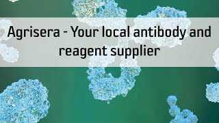 Agrisera  Your local antibody and reagent supplier [upl. by Dreda]