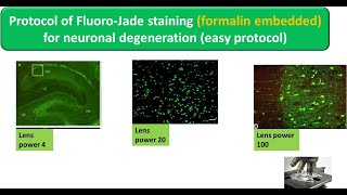 Protocol of FluoroJade staining formalin embedded for neuronal degeneration easy protocol [upl. by Ainerol]