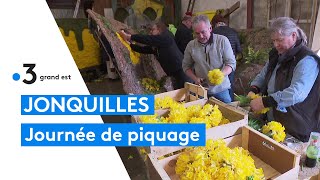 Fête des jonquilles de Gérardmer  la journée de piquage avec les bénévoles [upl. by Ahsakal]