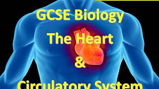 Heart and circulatory system Part 1 GCSE Biology [upl. by Raeann]