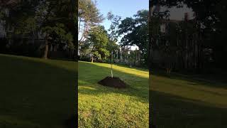 BRAND NEW TREE babytree newtree justplanted arborist park beautiful peace innocence nature [upl. by Gallenz]