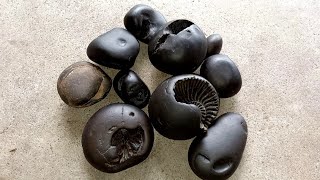 Shaligram  different kinds of 10pic shaligram shila  gandaki river shaligram [upl. by Smada]