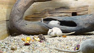 8 Hour Cat TV Mice Hide amp seek Climbing and Squeaking on Wood Stump with realistic sound [upl. by Airdnazxela]