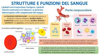 STRUTTURA E FUNZIONE DEL SANGUE [upl. by Salomie]