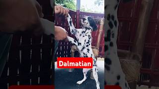 dalmatian dalmatian dog dalmation dalmatiandog shortsfeed shortsviral dogvideos [upl. by Eadie]