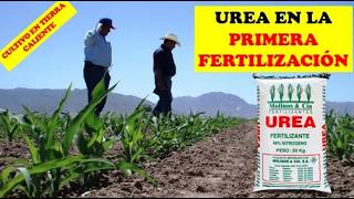 1ERA FERTILIZACION CUANTA UREA APLICAR  CULLTIVO DE MAIZ  CULTIVO EXITOSO  AGRONOMIA [upl. by Latoye]