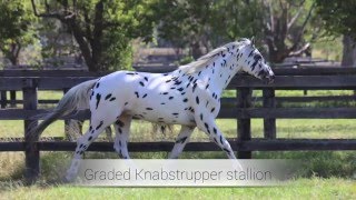 Knabstrupper stallion at stud in Australia  Sartors Supermodel imp Denmark [upl. by Engracia]