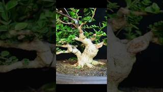 CUTTING SANCANGPREMNA MICROPHYLLA [upl. by Drazze]