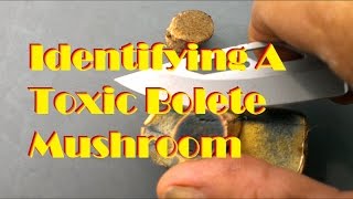 Identifying A Toxic Bolete Mushroom [upl. by Larkins659]