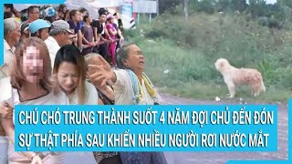 Chú chó trung thành suốt 4 năm đợi chủ đến đón sự thật phía sau khiến nhiều người rơi nước mắt [upl. by Aiotal318]