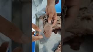 Tongue larynx trachea pharynx amp oesophagus viscera demo in bangla mbbs1stprof mbbs anatomy [upl. by Llenyt]