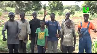 AYEKOO How To Start Lucrative Plantain Farming In Ghana [upl. by Gaige]