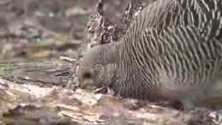 golden pheasant hen [upl. by Melville]