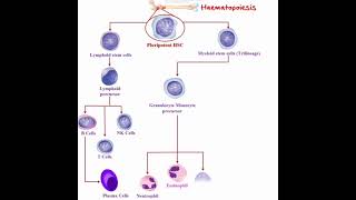 Haematopoiesis short videos।। shorts।। PATHOGENESIS [upl. by Rico]