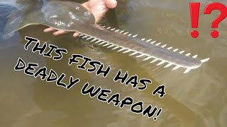 SAWFISH FACTS A FISH WITH A WEAPON [upl. by Noffets]