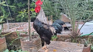 Adorable rooster crowing rooftop [upl. by Anayk98]