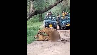 Rare Sighting Tigers Mating in Zone 6 of Ranthambore [upl. by Leong924]